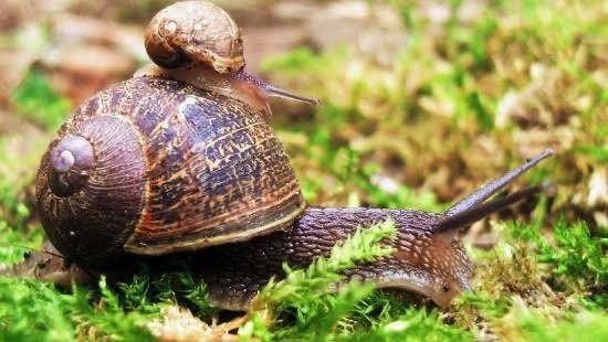 Caracoles en cultivo